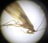 Drusus discolor